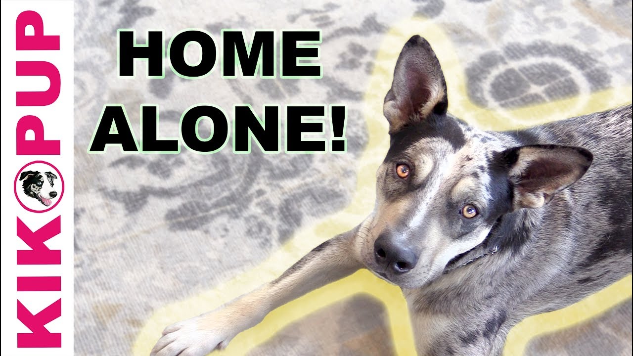 Separation Training for Puppies and Adult Dogs