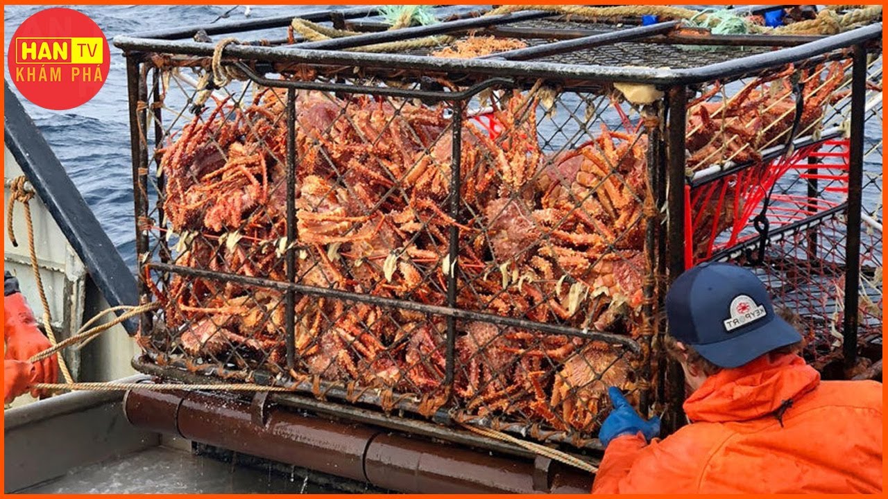 Ngư Dân Mỹ Bắt HÀNG TỶ Tôm Hùm, Cua Hoàng Đế Như Thế Nào? Bí Mật Ẩn Giấu Sau Những Món Ăn Đắt Đỏ