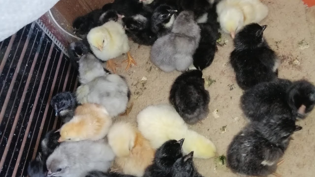 Yeni çıkan civcivlere nasıl bakılır, Civciv büyütme kafesi, Ana kucağı en ucuz şekilde nasıl yapılır