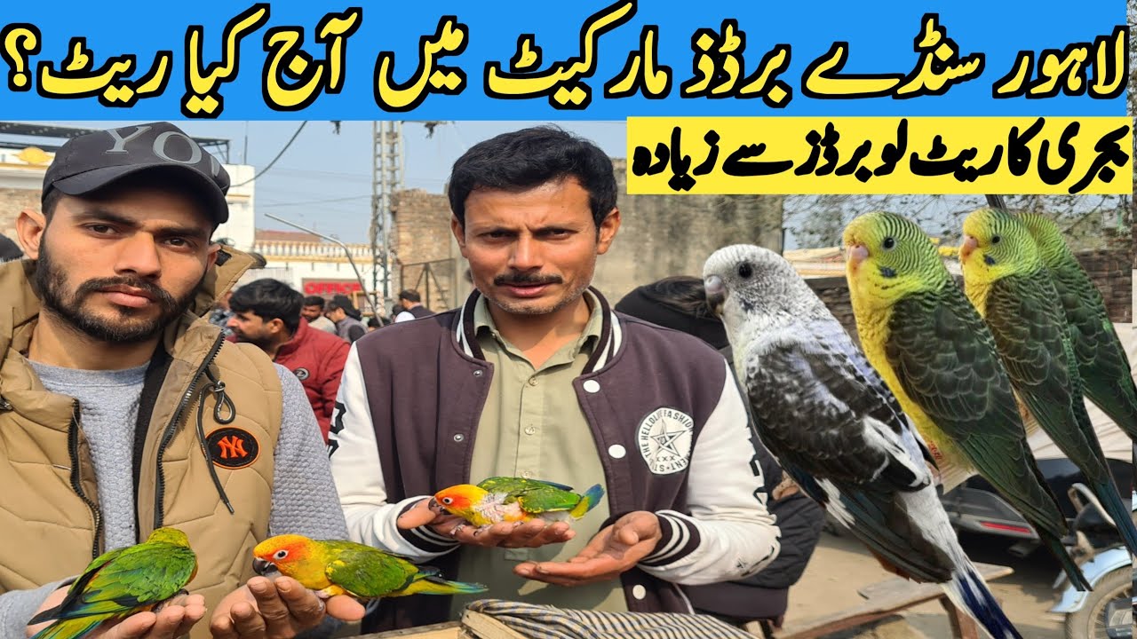 Budgies ka Rate Love Birds sy Zayada😨 Lahore birds Market #latest  #budgies #birds 
