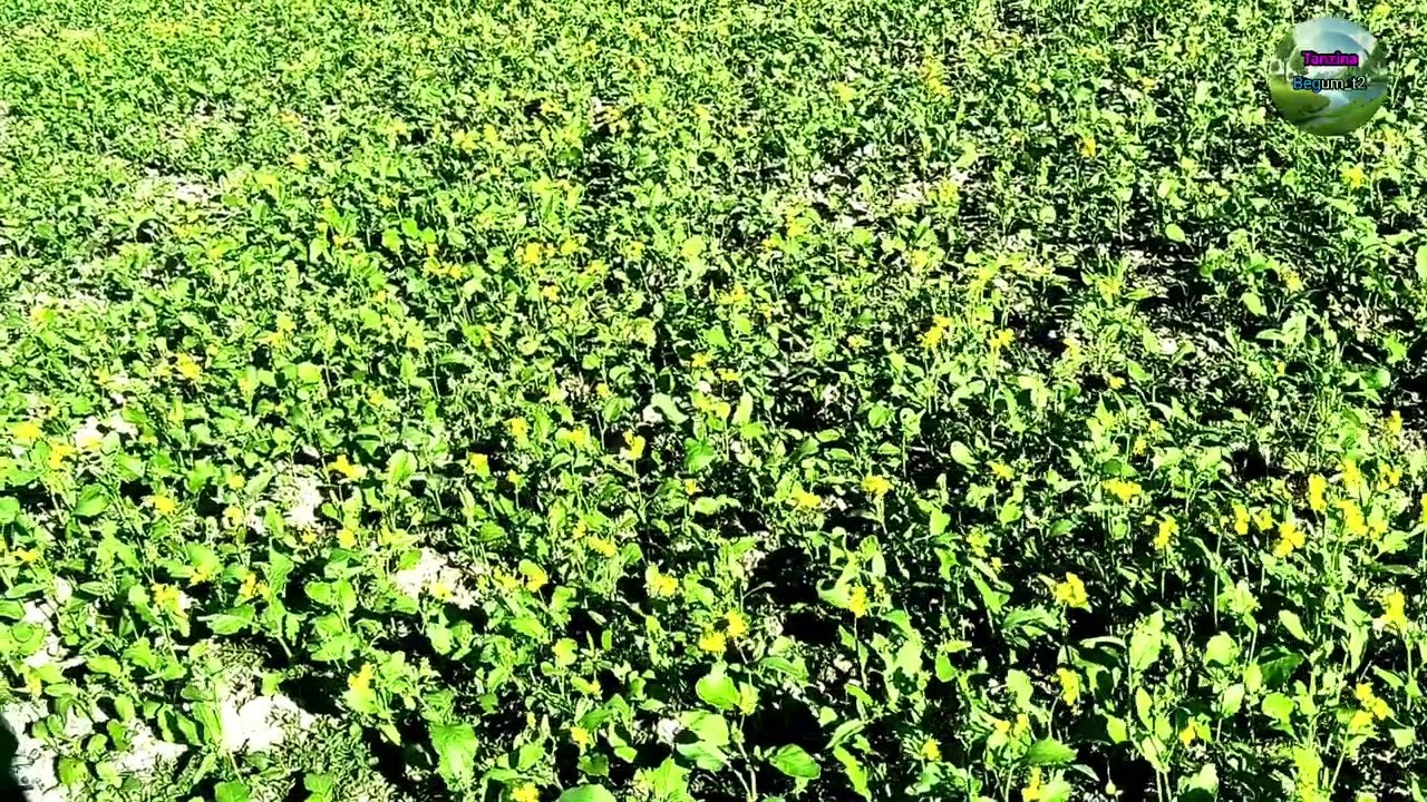 Farmers' Profitable Crop Mustard Cultivation Review and New Story ⁨@TanzinaBegum_t2⁩