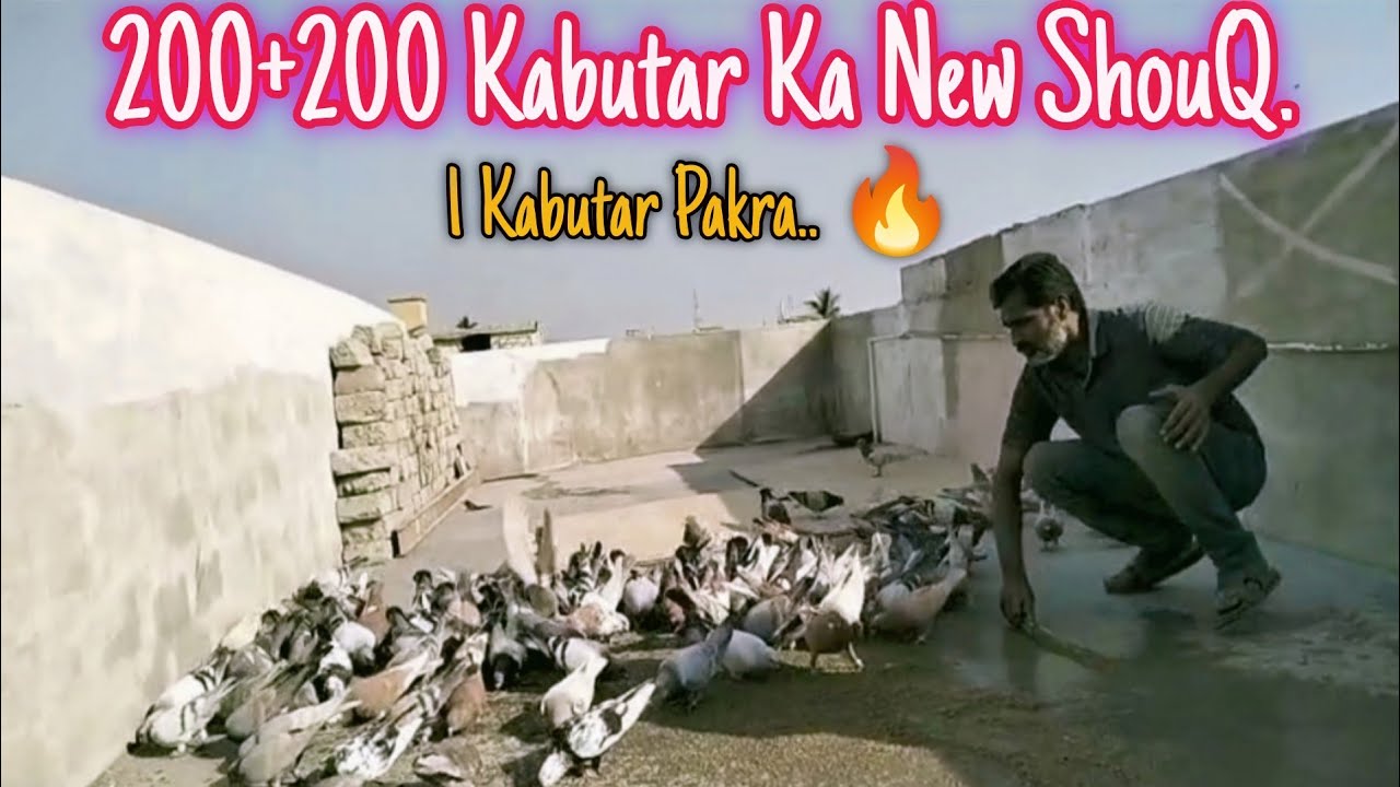 Karo Lala vs Wajah | 200+200 Kabutar Ka New ShouQ | Ek Kabutar Aya 😱🔥