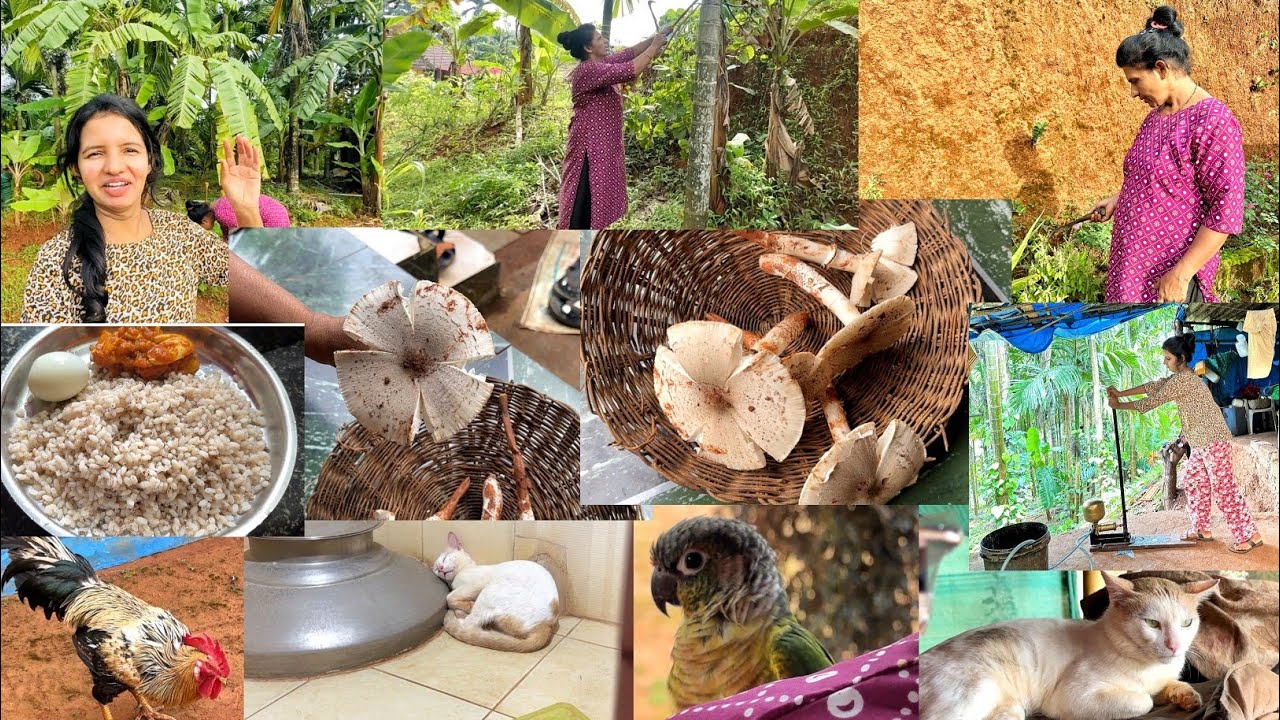 🌴ಕಾಡಿನ🍄ಅಣಬೆ ಎಷ್ಟೆಷ್ಟೂ ದೊಡ್ಡದು ಸಿಕ್ಕಿದೆ ನೋಡಿ-ಇವತ್ತು ಇಡೀ ಗುಡ್ಡೆ ಹುಡುಕಾಡಿದ್ದೇವೆ|Wild Mashroom|Hallimane