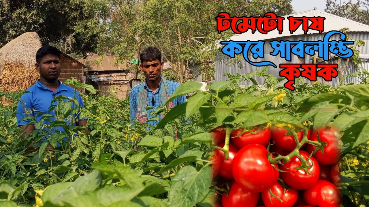  টমেটো চাষ করে ভাগ্য পরিবর্তন করলেন আমাদের সবুজ ভাই || Ullapara Krishi Chitro ||