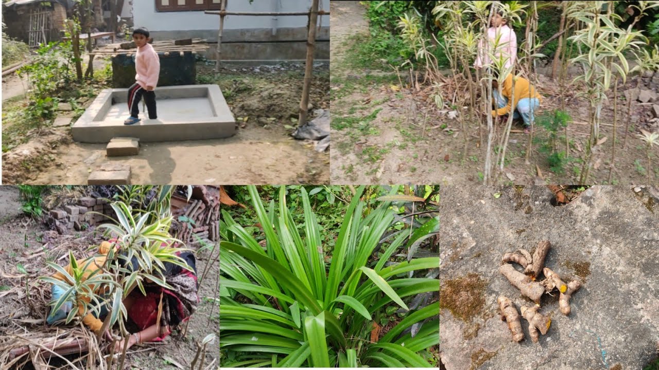 মামার বাড়ি গিয়ে হলুদ তুললাম। মামার বাড়ি ঘুরতে যাওয়ার 2nd vlog। Mamar bari  ghurte jauer 2nd vlog।