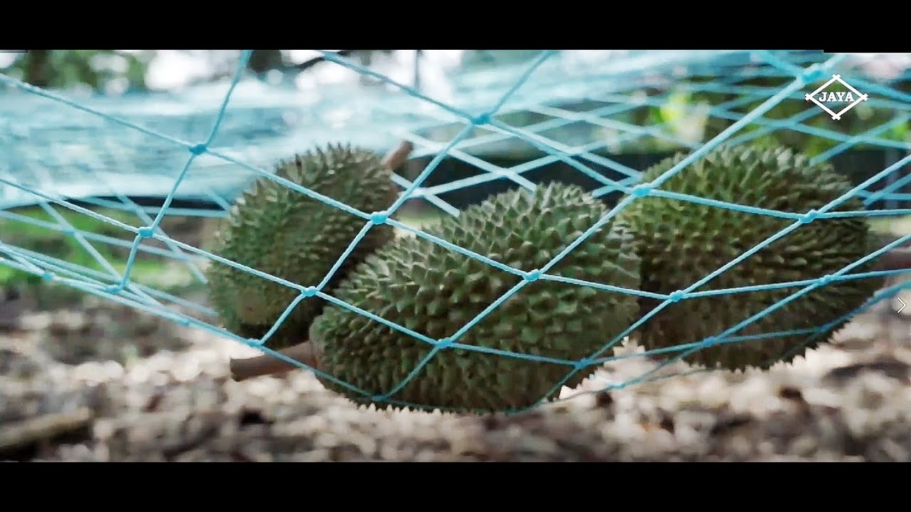 Durian Nets: Protect your Durian Harvest - A cost-effective Investment for your farm