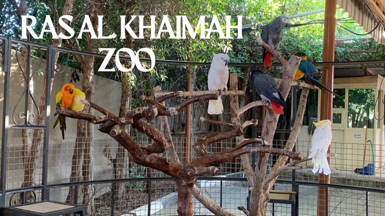 Rak Zoo | Ras Al Khaima Wild Life Zoo