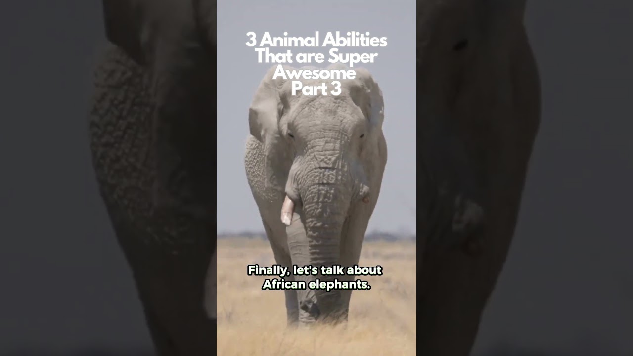 😳 3 Animal Abilities That are Super Awesome Part 3 | Interesting Facts
