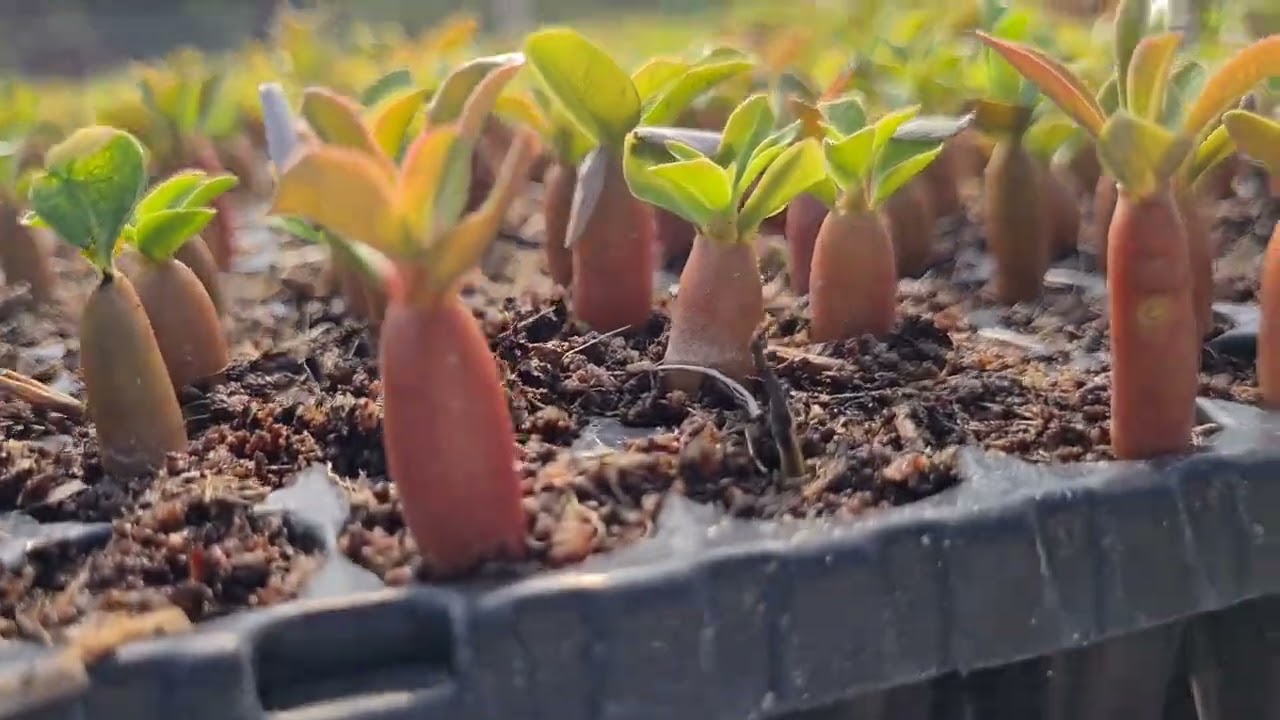 COMO LUCRAR COM ROSAS DO DESERTO - A FORMULA PARA FAZER DINHEIRO - VIDEO COMPLETO