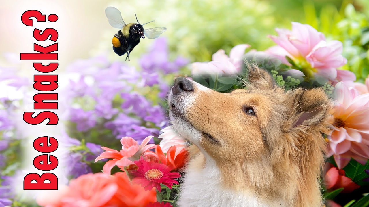 Bee Snacks!!! and more!  🐝🐶 Cricket 