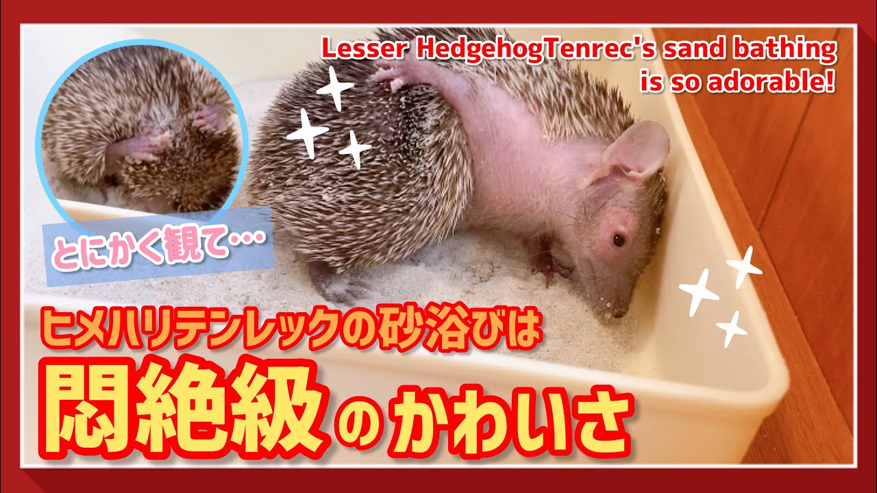 【ヒメハリ】ヒメハリテンレックの砂浴びが可愛すぎる！｜Lesser hedgehog tenrec bathing in the sand is too cute!