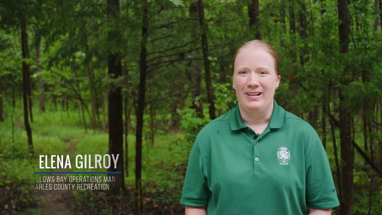 Introduction to Mallows Bay Park Beaver Hiking Trail