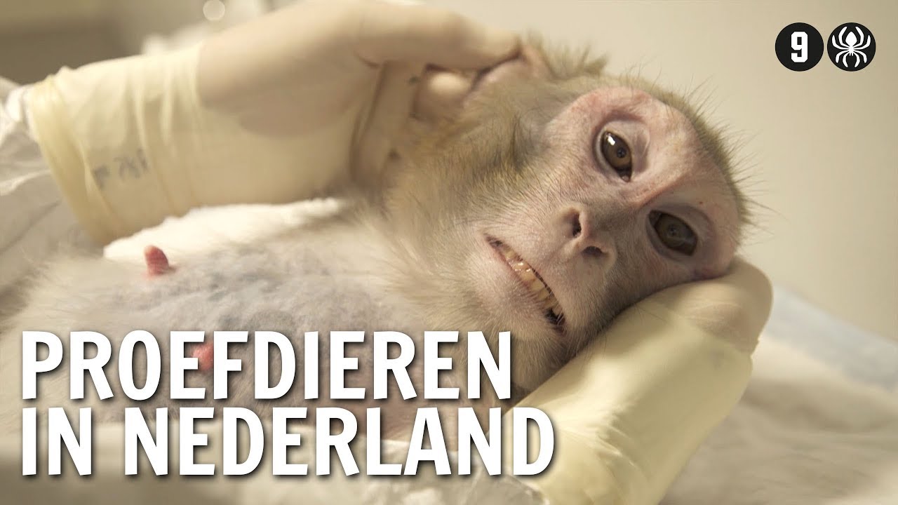 Waarom we in Nederland proefdieren hebben | De Buitendienst over Dierproeven