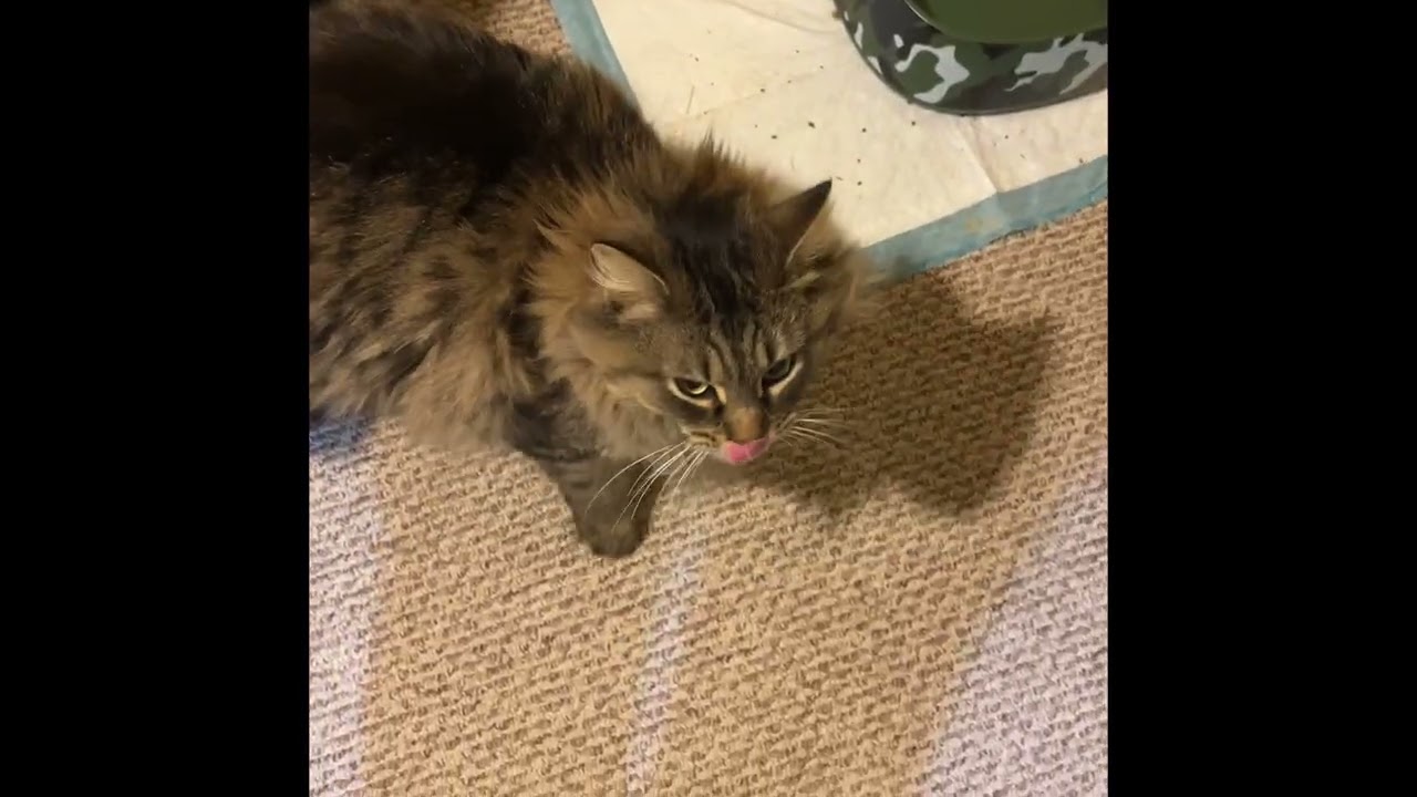 Day #14 of being in the house #Gabbycat@lisaetheridge862