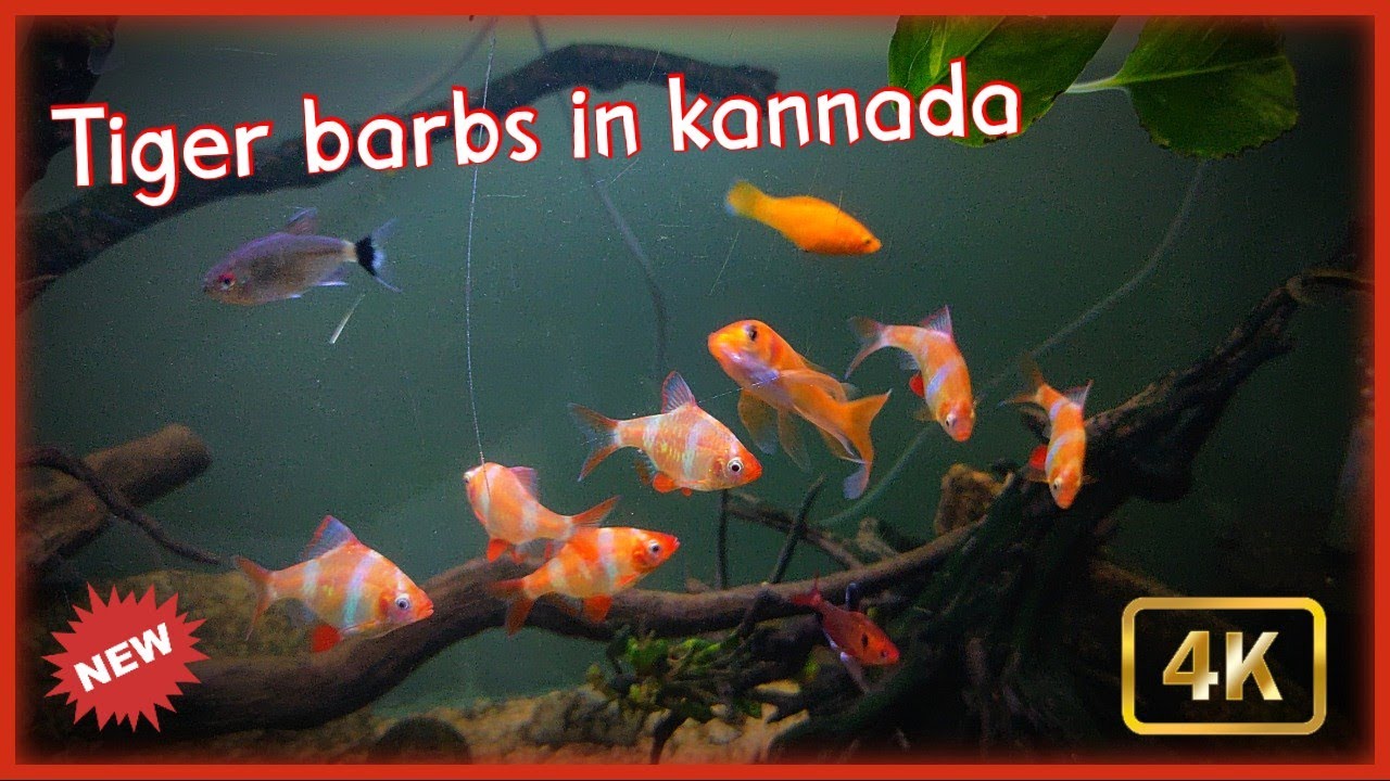 Tiger barbs care in kannada | 