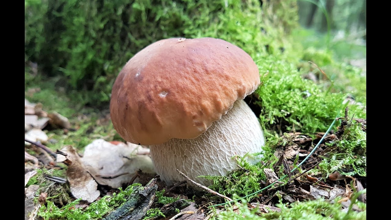 Pilze im Schwarzwald - Sept. 2019 - Funghi porcini nella Foresta Nera