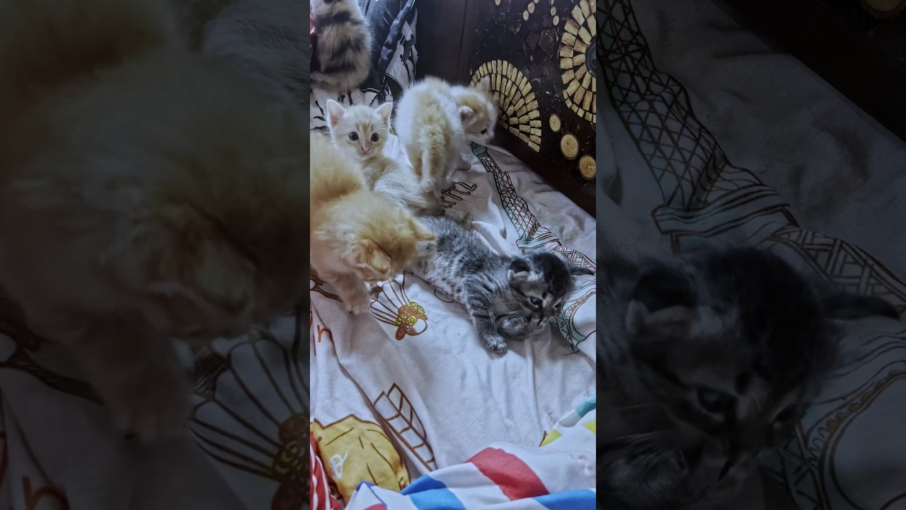 My kitten activities 🐱💕🐈