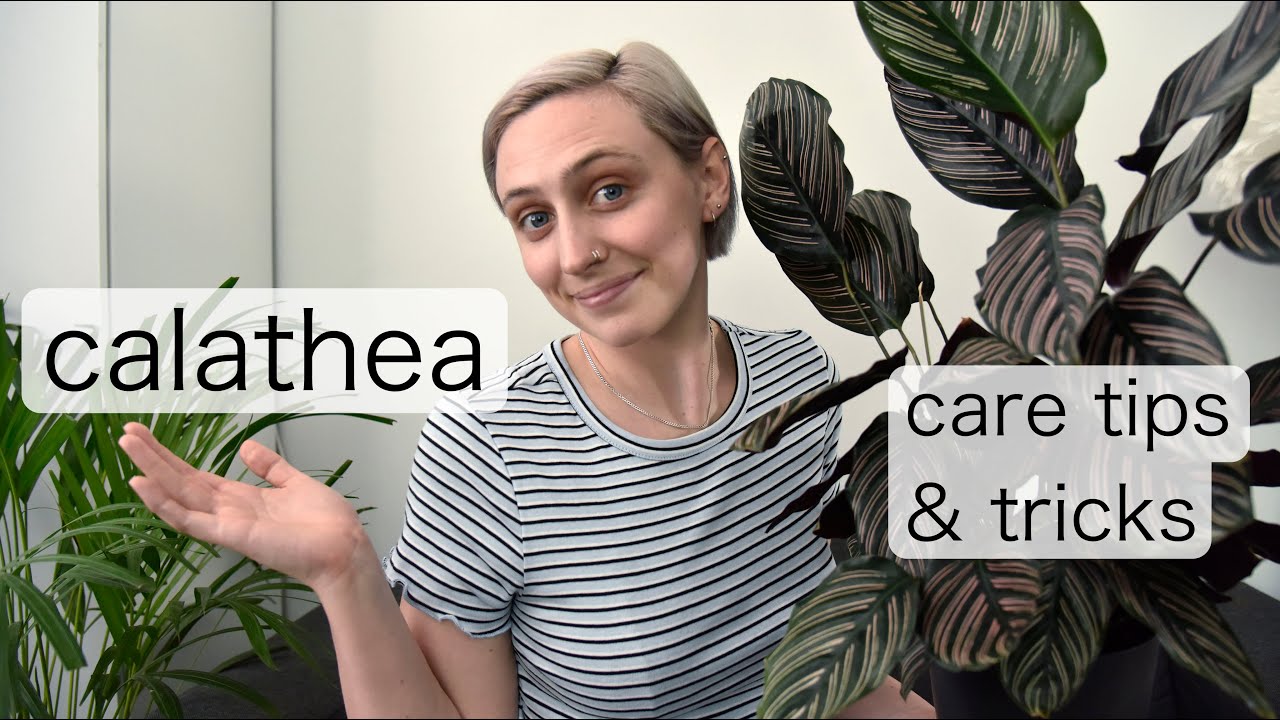 CALATHEA Plant Care Tips | Prayer Plant Care