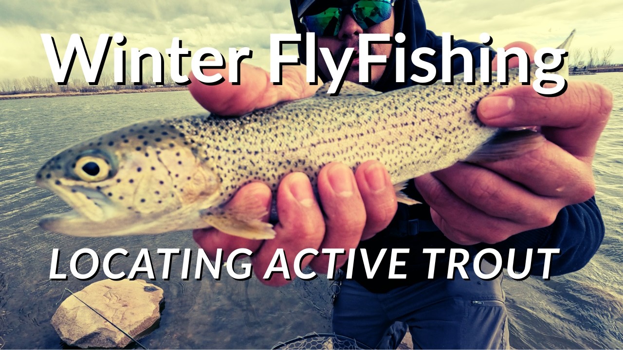 Locating Active Trout | Winter Fly Fishing Colorado #flyfishing  #trout  #colorado  #fishingvideo