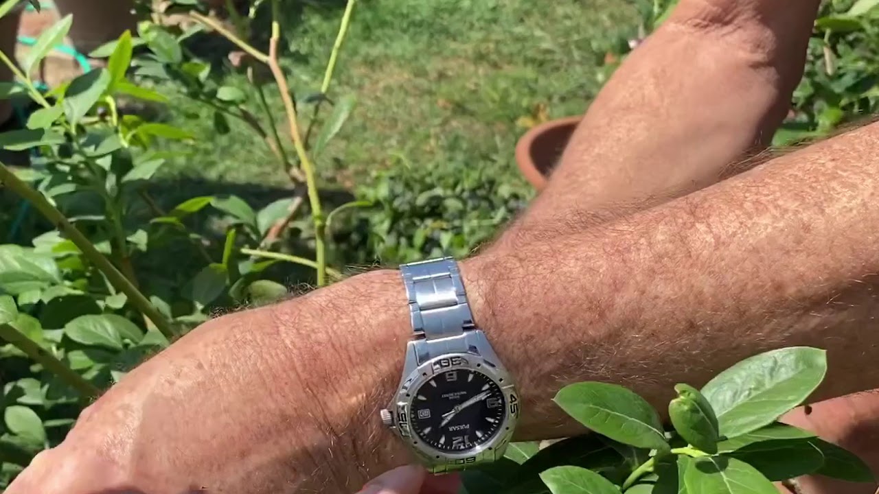 Blueberry Kisses Pruning
