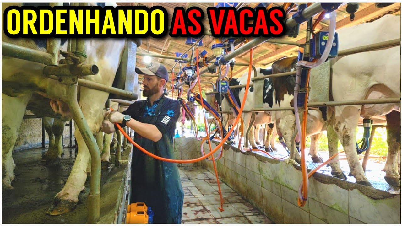 Veja como é a ORDENHA DAS VACAS (Protocolos de higiene e dicas)