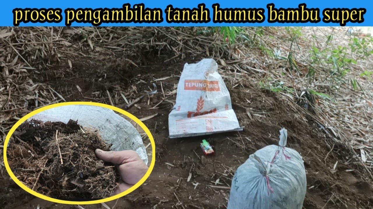 Proses pengambilan tanah humus bambu super