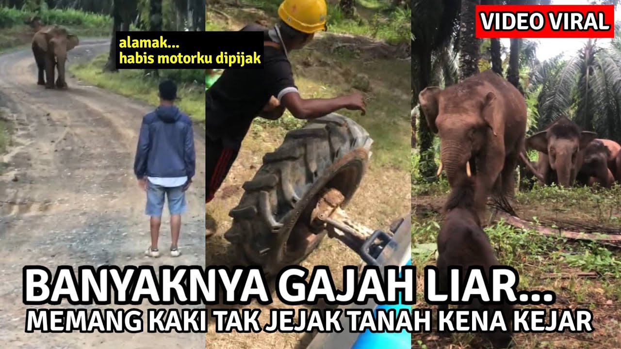 LELAKI CUAK DIKEJAR GAJAH LIAR🔴KEJADIAN KEBUN SAWIT DI SABAH