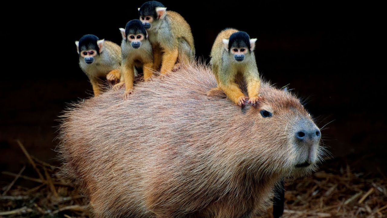 The Most Peaceful and Calm Animal in the World #capybara