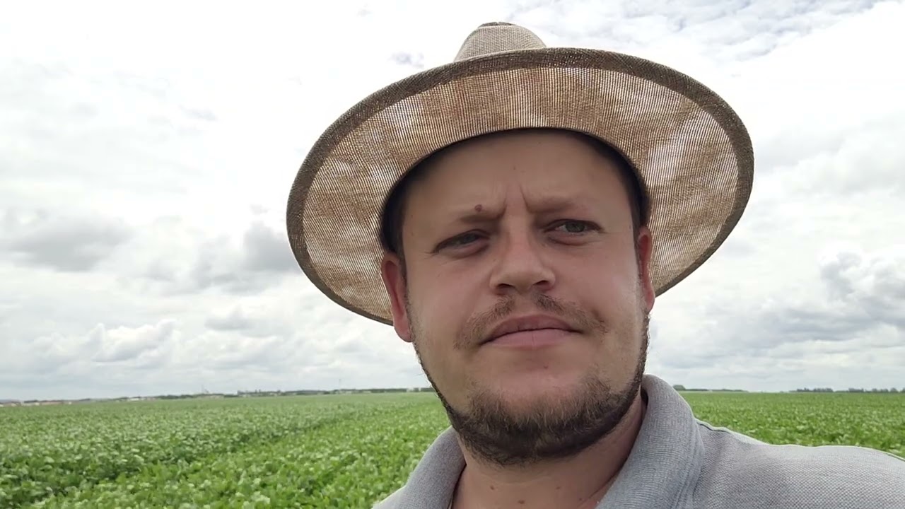 MANCHA PARDA ou SEPTORIOSE | Septoria glycines - Doença causada por fungo na cultura da soja