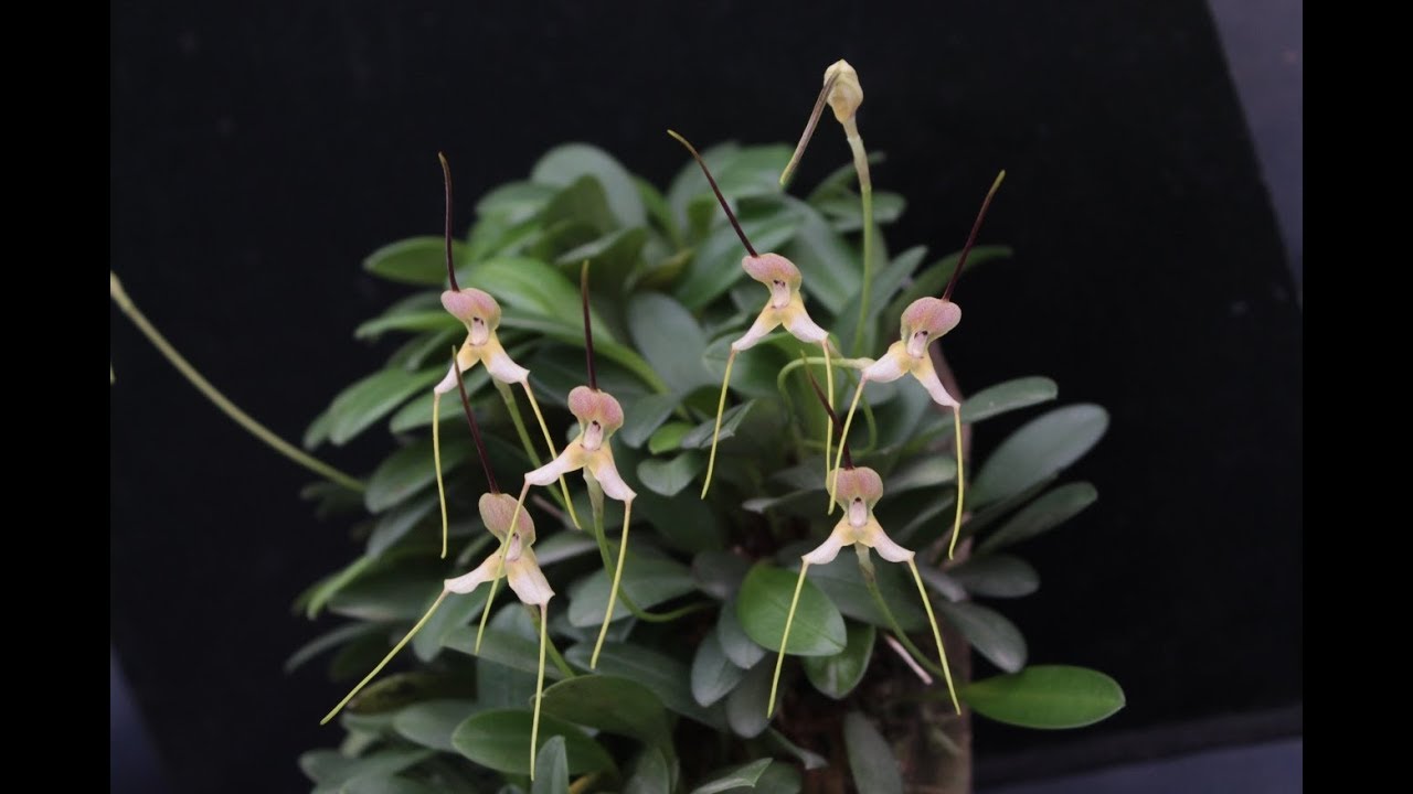 Masdevallia discolor in situ, cultivo y cuidados