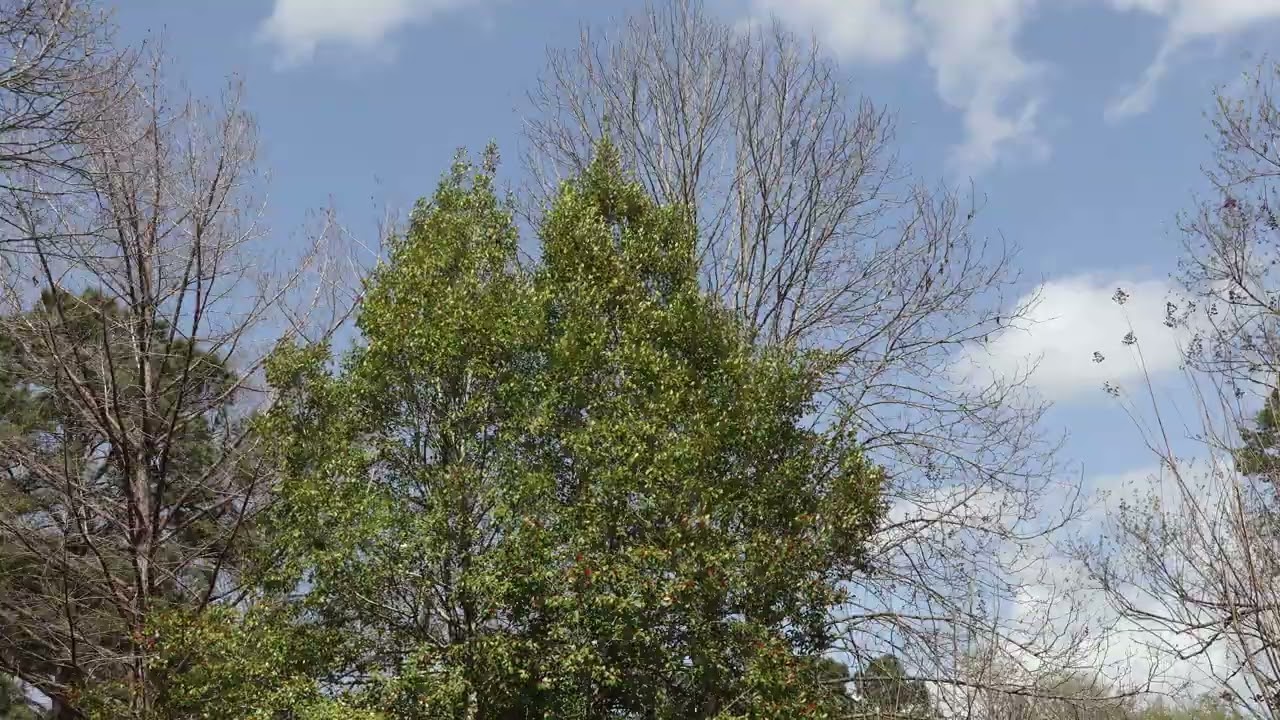 Waxwing birds eating holly berries 2026 March 7