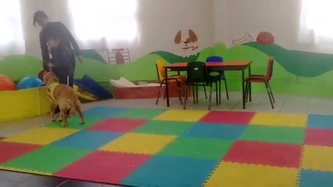 Terapia Asistida con Perros para Niños con Autismo - LUDOCAN MÉXICO