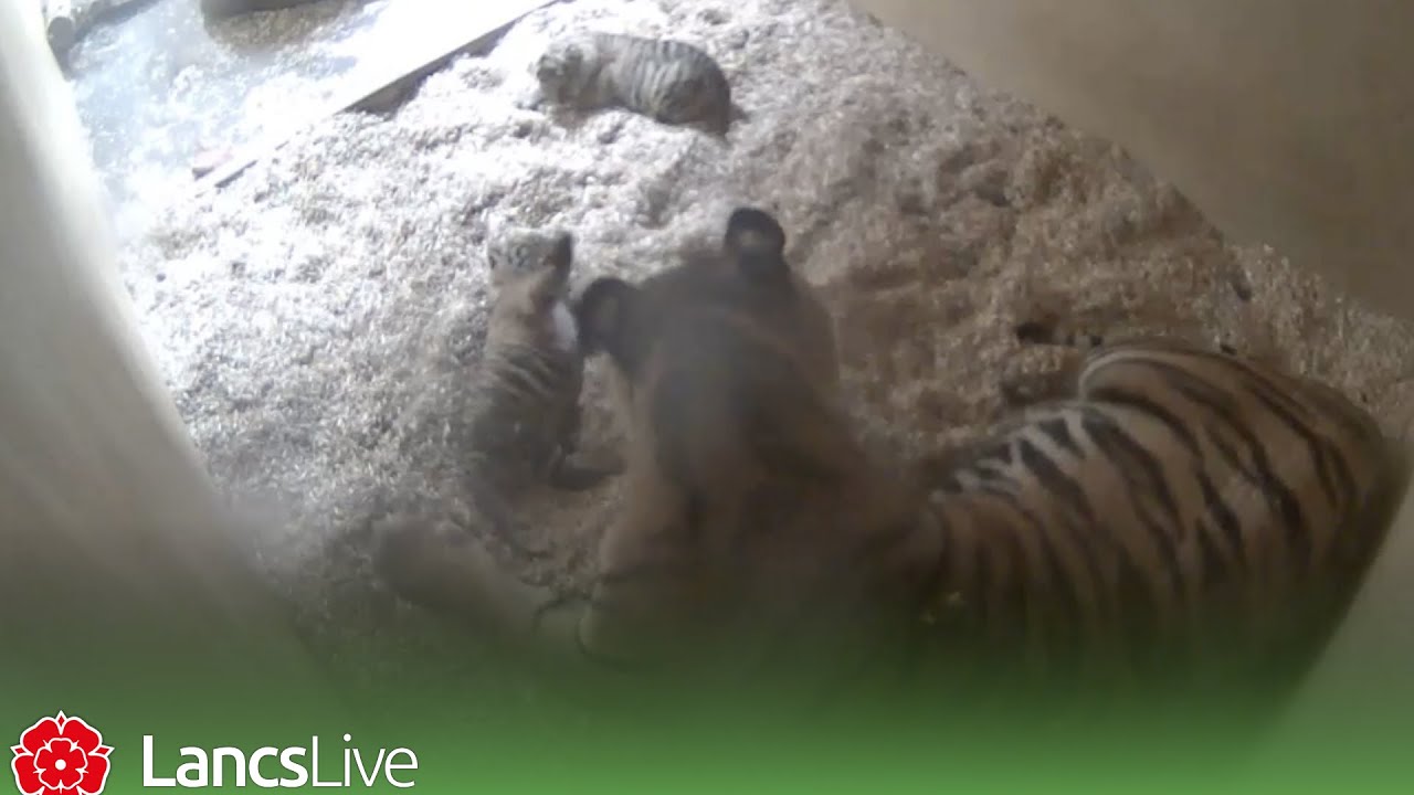 Hidden cameras capture birth of rare tiger twins at Chester Zoo