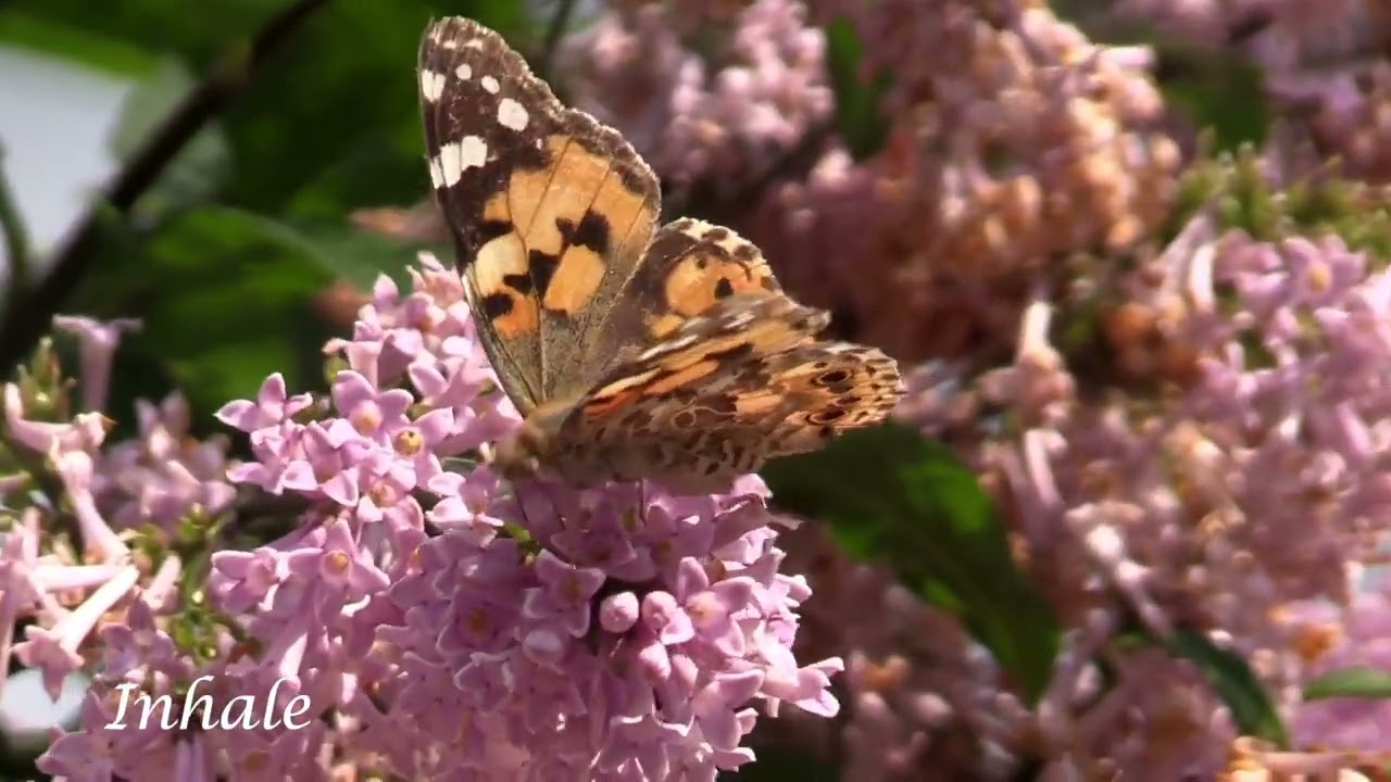 Music and Meditation Part 41 July 2025