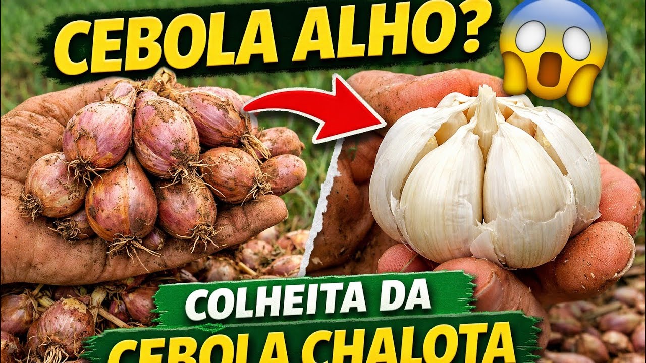 CEBOLA CHALOTA ou CEBOLA ALHO? Veja essa colheita incrível!