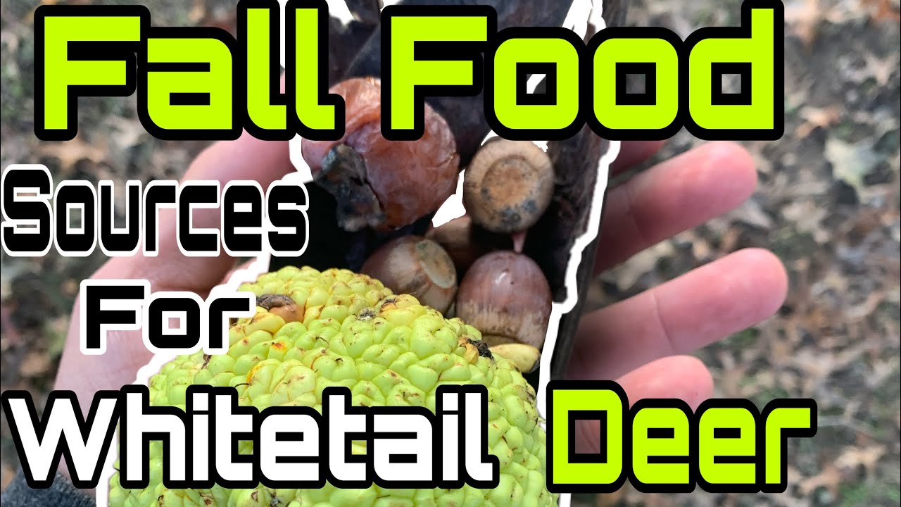 How to Identify Fall Food Sources for Whitetail Deer
