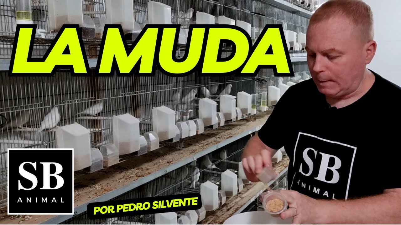 LA MUDA EN LOS CANARIOS