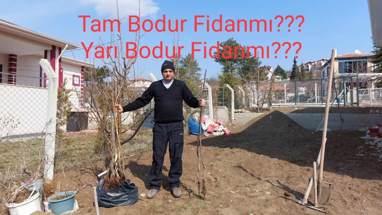 Tam Bodur ve Yarı Bodur Arasındaki Fark