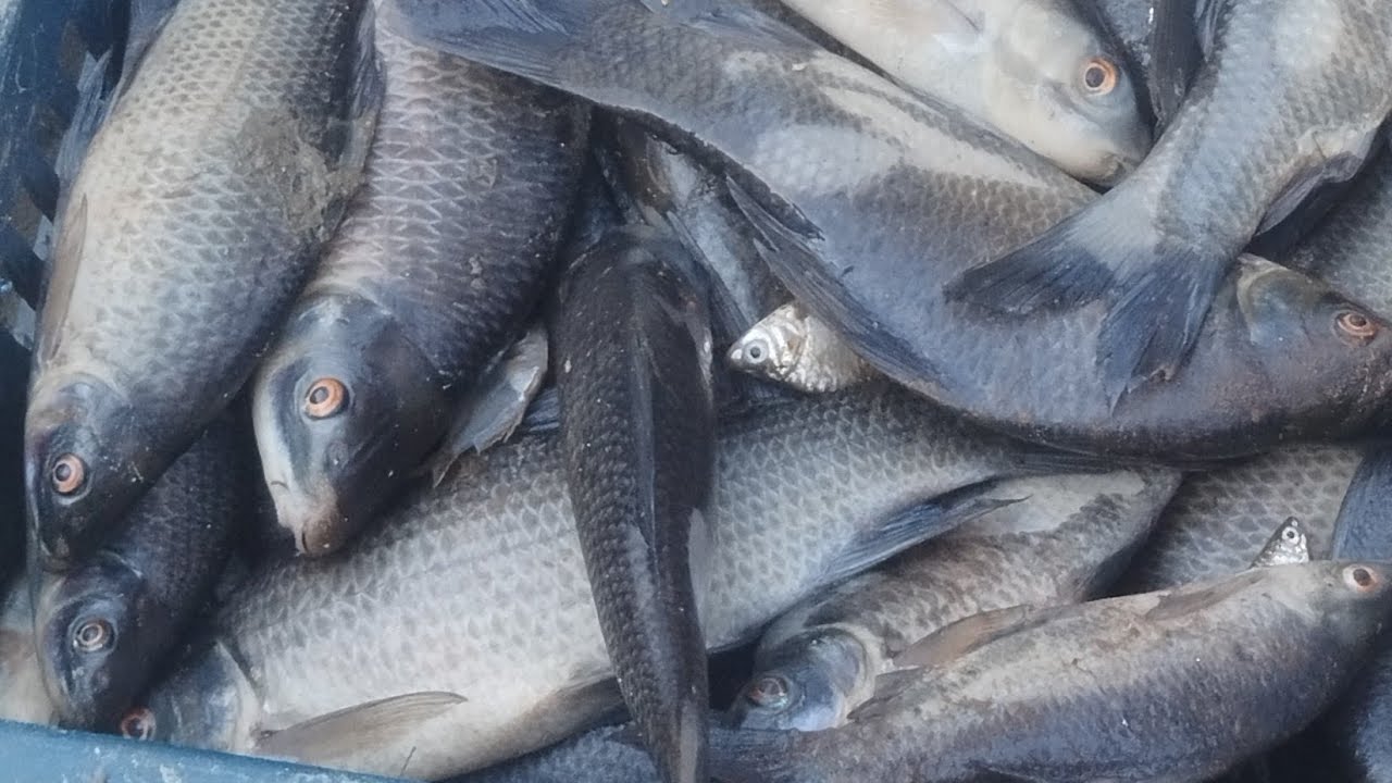 দেশের ঐতিহ্য আর নদীর সম্পদ এই তাজা মাছগুলো #FreshFish #FishMarket #FishermenLife #FreshCatch #fish