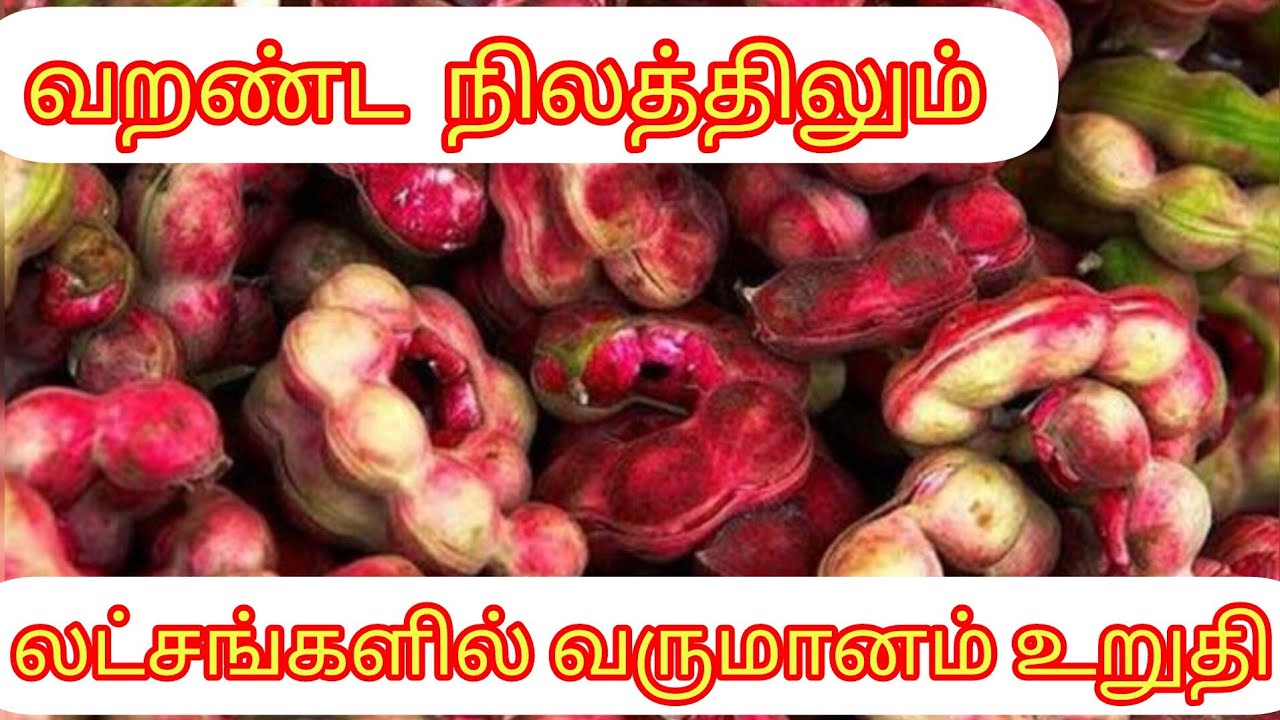 பயம் வேண்டாம் நல்ல வருமானம் உறுதி சிவப்பு கொடுக்காய்ப்புளி சாகுபடி #businessideas