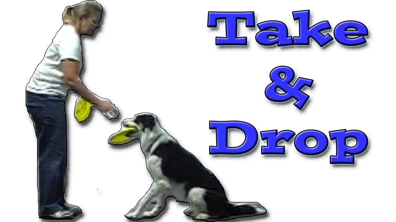 Take Drop the Frisbee: Disc Dog Training