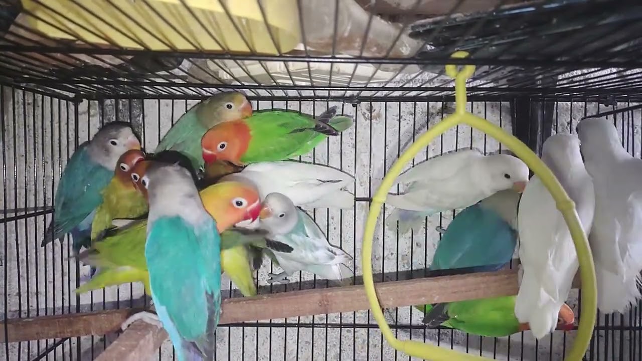 Love birds 