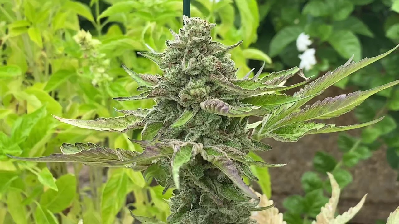 Grape Punch by GPS MMP