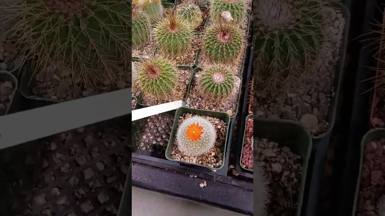 Plant shop in Hawthorne, CA. 