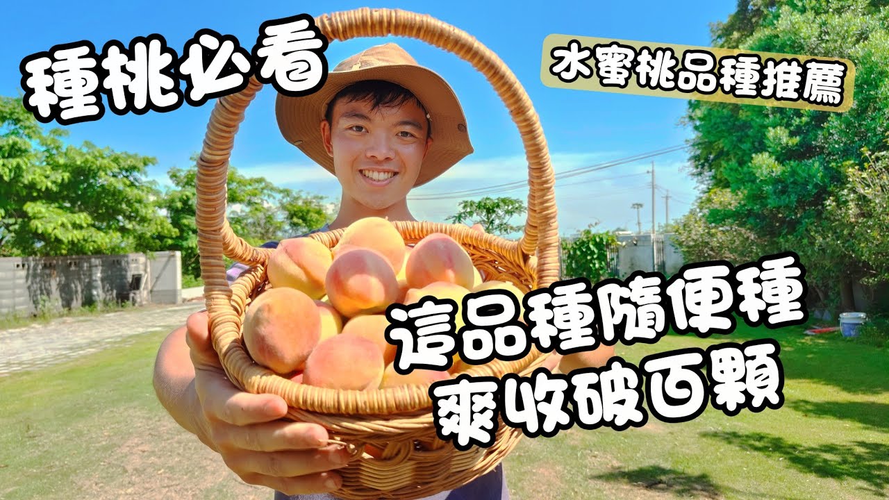 平地種水蜜桃也能爆產！種對品種你也能收破百顆【紅龍兄實測】這4個平地神品種絕對別錯過！平地水蜜桃品種推薦攻略
