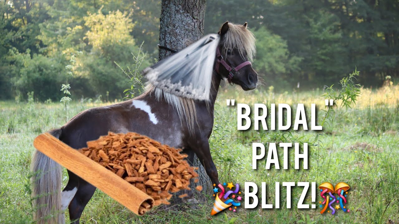Bridle Path Blitz for Miniature Horses