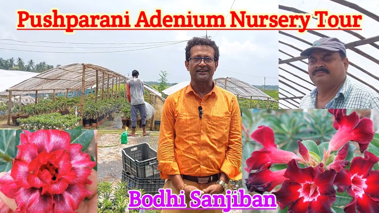 Pushparani Adenium Nursery Tour||Bodhi Sanjiban||