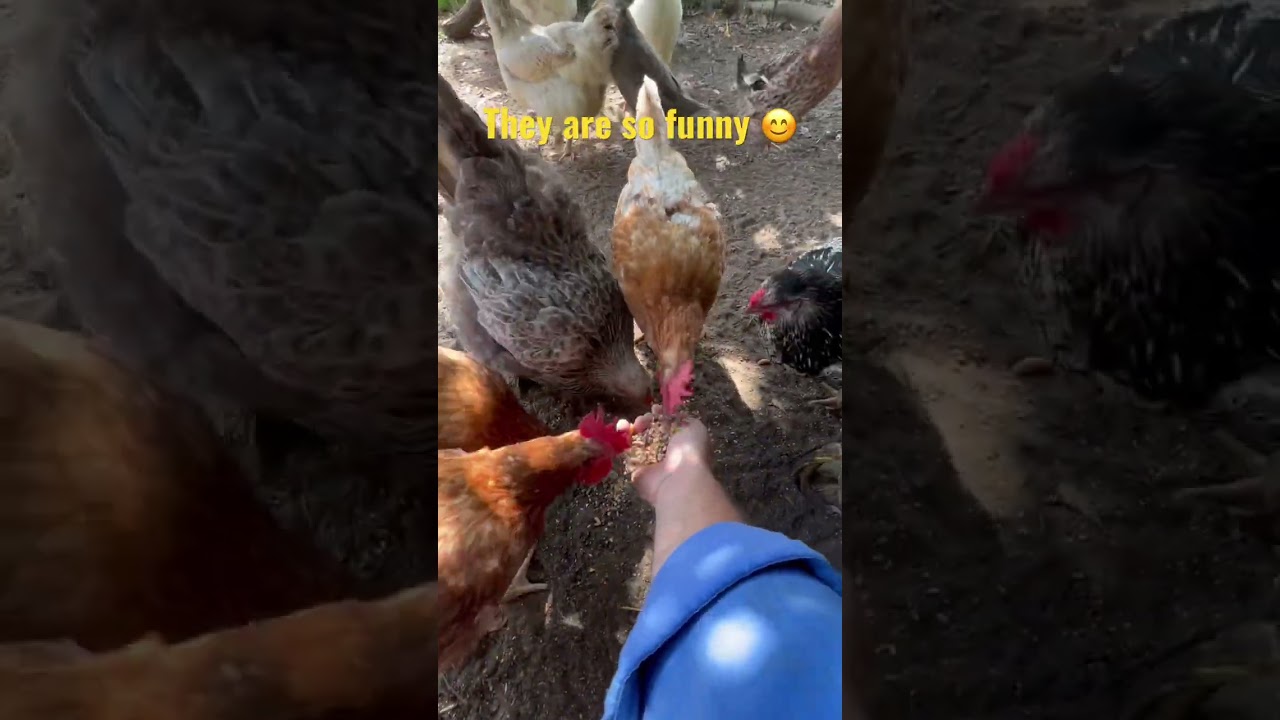 Hand feeding the chickens & ducks #farmlife #chickens #ducks