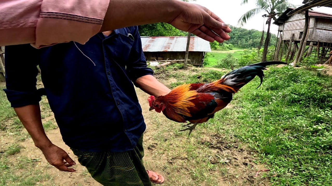 অনেক চেষ্টার পর ১০০% অরিজিনাল শিকারী মুরগি সংগ্রহ করতে পাড়লাম! মোরগটা মাশাল্লাহ 😍 BD Agro World