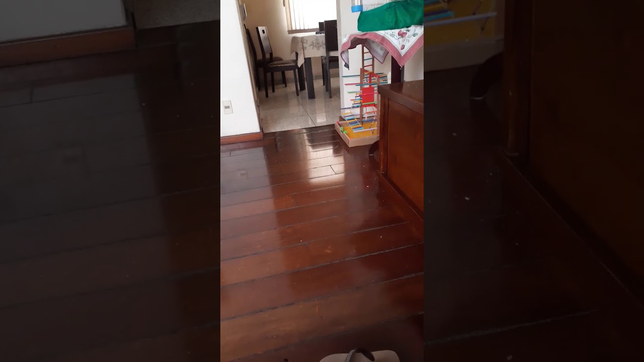 calopsita Sol cantando hino do galo